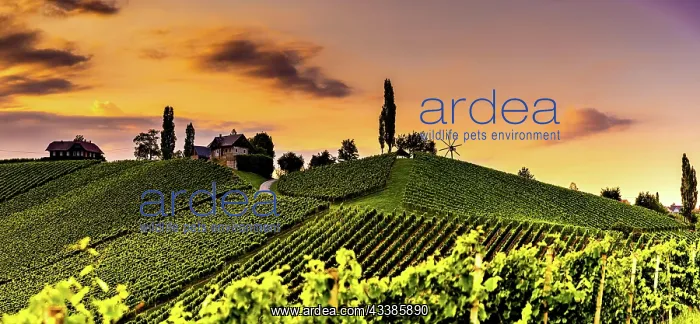 : Austria, south styria travel destination. Tourist : Austria, south styria travel destination. Tourist