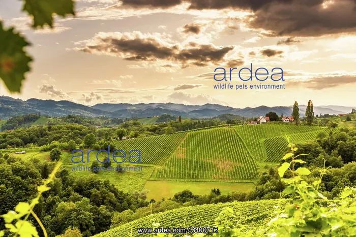: Austria, south styria travel destination. Tourist : Austria, south styria travel destination. Tourist
