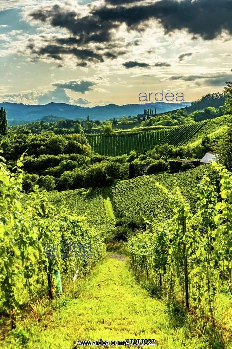 : Austria, south styria vineyards travel destination : Austria, south styria vineyards travel destination