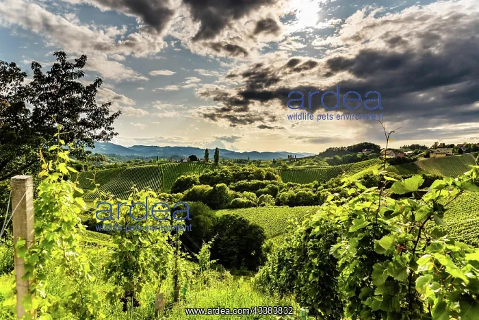 : Austria, south styria vineyards travel destination : Austria, south styria vineyards travel destination