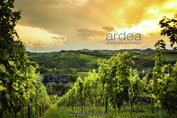 : Austria, south styria vineyards travel destination : Austria, south styria vineyards travel destination