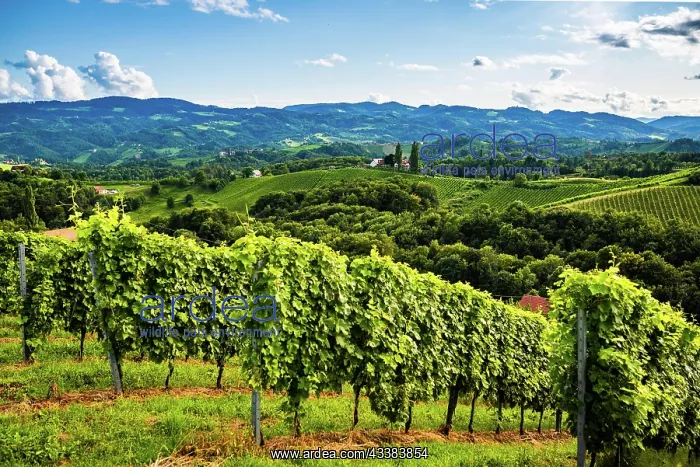 : Austria, south styria vineyards travel destination : Austria, south styria vineyards travel destination