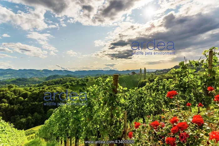 : Austria, south styria vineyards travel destination : Austria, south styria vineyards travel destination