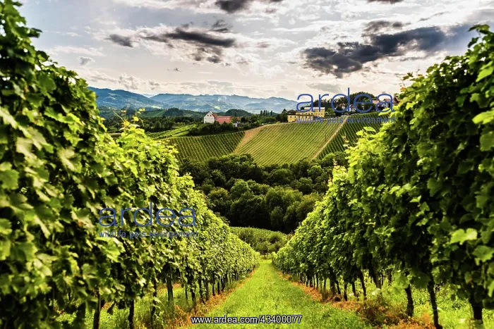 : Austria, south styria vineyards travel destination : Austria, south styria vineyards travel destination