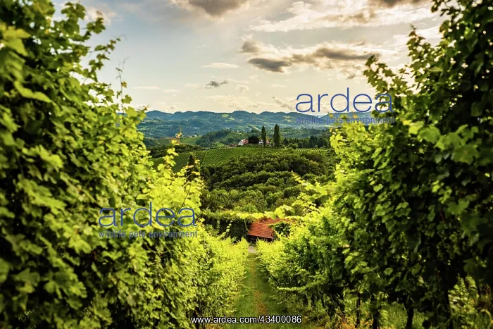 : Austria, south styria vineyards travel destination : Austria, south styria vineyards travel destination