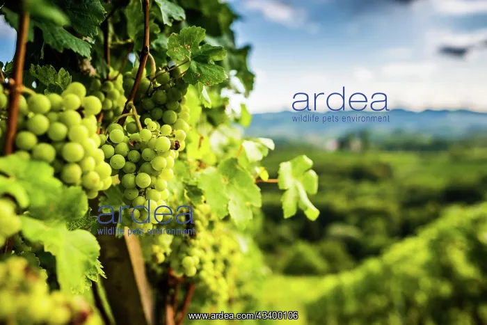 : Austria, south styria vineyards travel destination : Austria, south styria vineyards travel destination