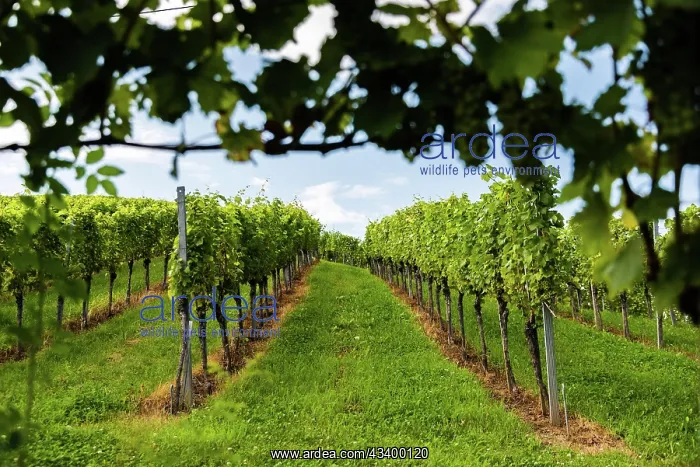 : Austria, south styria vineyards travel destination : Austria, south styria vineyards travel destination