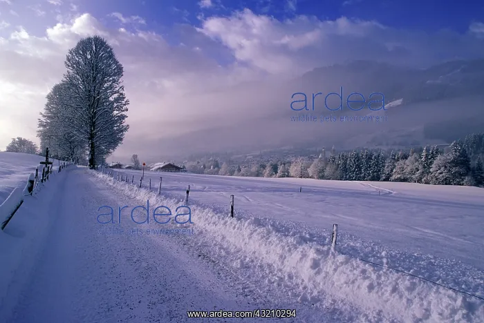  : Austria, Tirol, Kitzbuhel. Morning snow