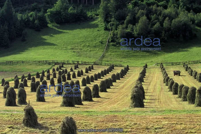 : Austria, Tyrol, Inssbruck, Aldrans. Haystacks : Austria, Tyrol, Inssbruck, Aldrans. Haystacks