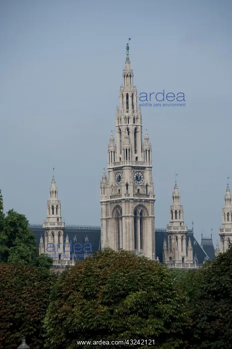 : Austria, Vienna. Gothic City Hall clock : Austria, Vienna. Gothic City Hall clock