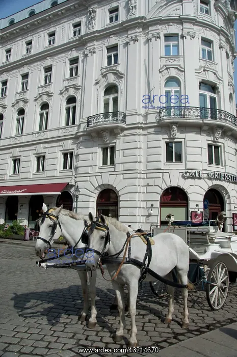 : Austria, Vienna. Popular traditional horse-drawn : Austria, Vienna. Popular traditional horse-drawn