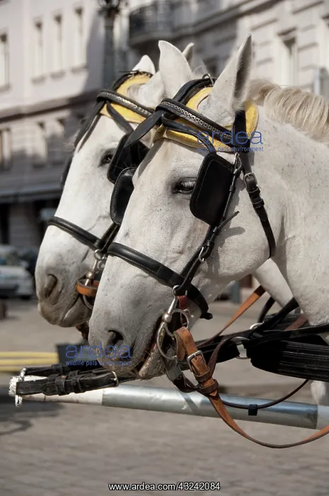 : Austria, Vienna. Popular traditional horse-drawn : Austria, Vienna. Popular traditional horse-drawn
