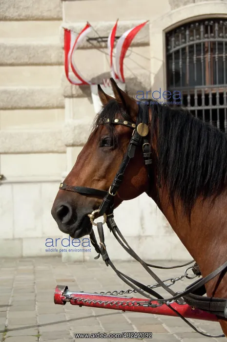 : Austria, Vienna. Popular traditional horse-drawn : Austria, Vienna. Popular traditional horse-drawn