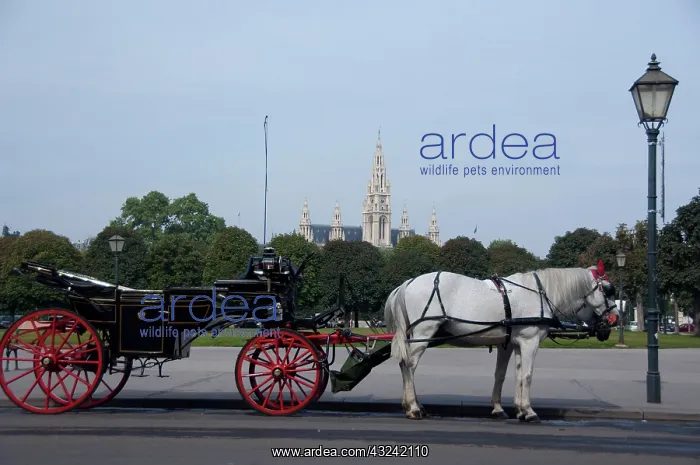 : Austria, Vienna. Popular traditional horse-drawn : Austria, Vienna. Popular traditional horse-drawn