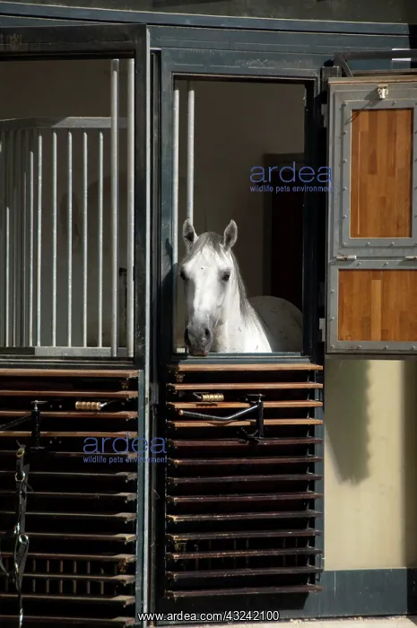 : Austria, Vienna. World Famous Spanish Riding : Austria, Vienna. World Famous Spanish Riding