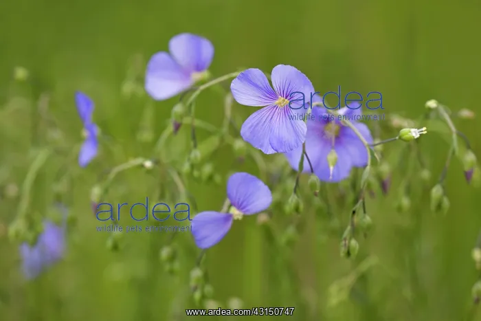 : Austrian Flax : Austrian Flax