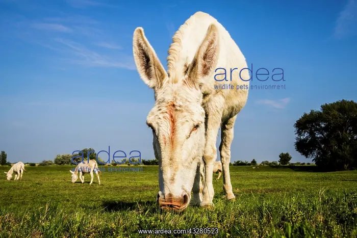 : Austrian-Hungarian white Donkey (Equus asinus asinus) : Austrian-Hungarian white Donkey (Equus asinus asinus)
