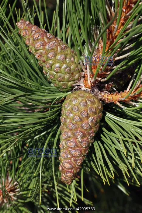 : Austrian Pine - detailed study of cones and needles : Austrian Pine - detailed study of cones and needles