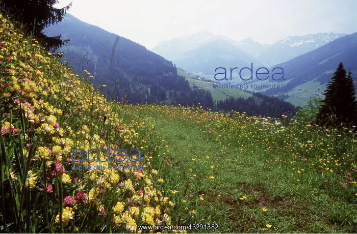 : Austrian Tyrol - high meadow with kidney vetch and buttercup : Austrian Tyrol - high meadow with kidney vetch and buttercup