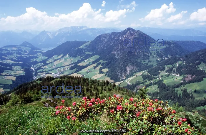 : AUSTRIAN TYROL - scenic view and Rhodededron ferrugineum : AUSTRIAN TYROL - scenic view and Rhodededron ferrugineum