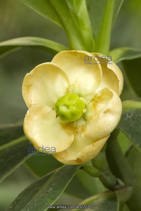 : Autograph tree (Clusia rosea) : Autograph tree (Clusia rosea)