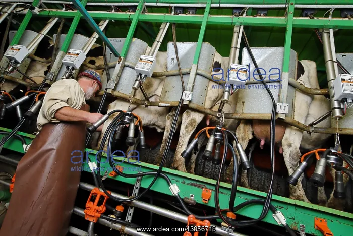 : Automated Milking Cows Vosges Breitenbach : Automated Milking Cows Vosges Breitenbach