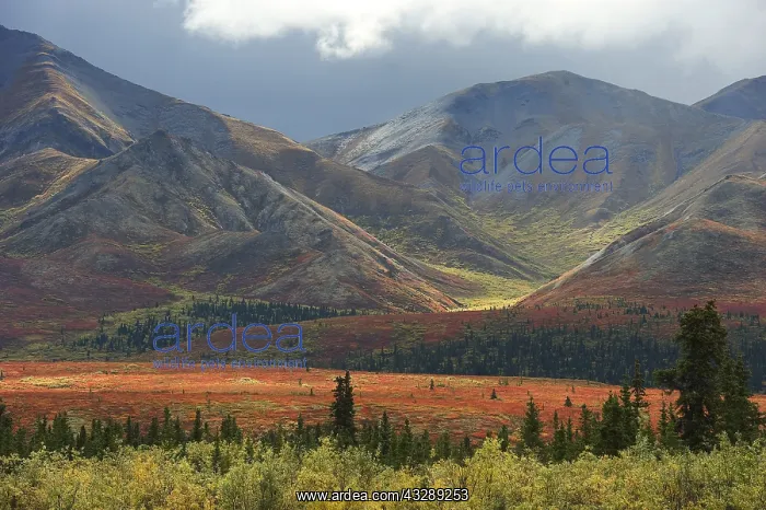 : Autum landscape with mountain range in the back : Autum landscape with mountain range in the back