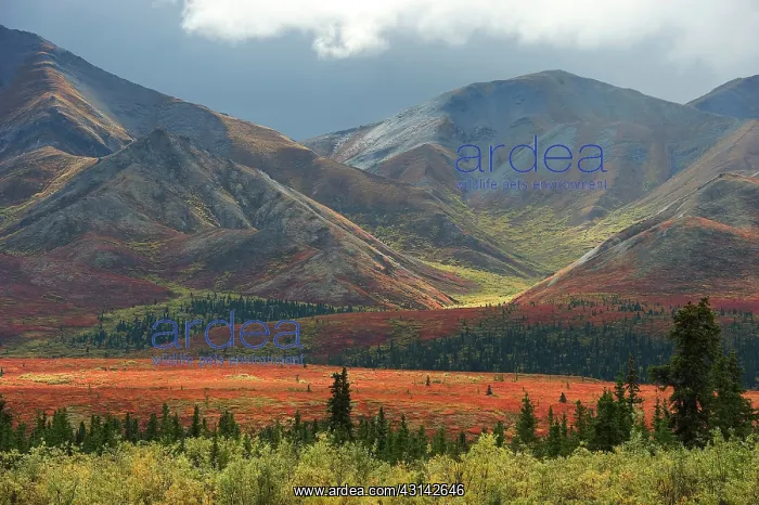 : Autum landscape with mountain range in the background : Autum landscape with mountain range in the background