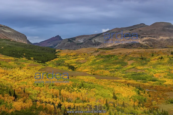 : Autumn Aspen groves with Red Mountain in Glacier : Autumn Aspen groves with Red Mountain in Glacier