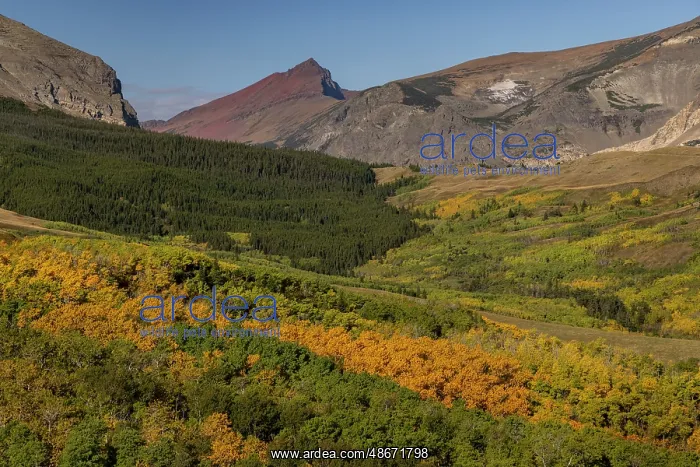: Autumn Aspen groves below Red Mountain in Glacier National : Autumn Aspen groves below Red Mountain in Glacier National
