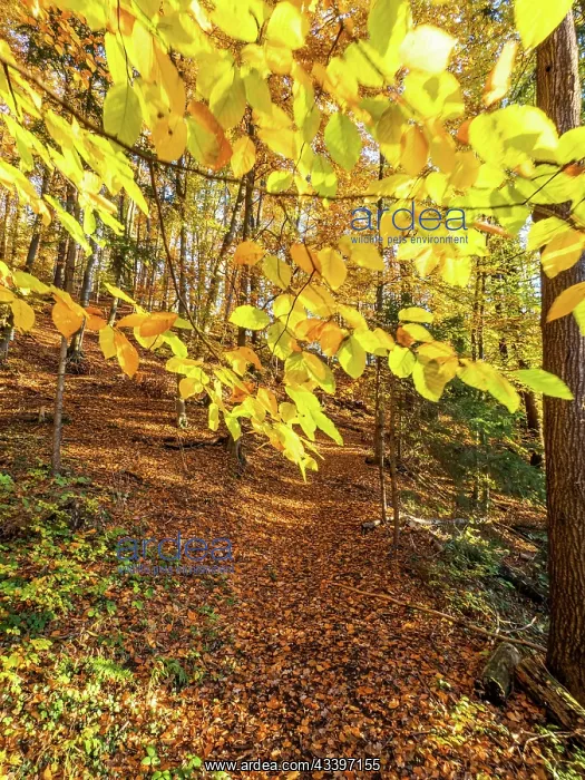 : Autumn atmosphere, autumn leaves on a branch, trees : Autumn atmosphere, autumn leaves on a branch, trees