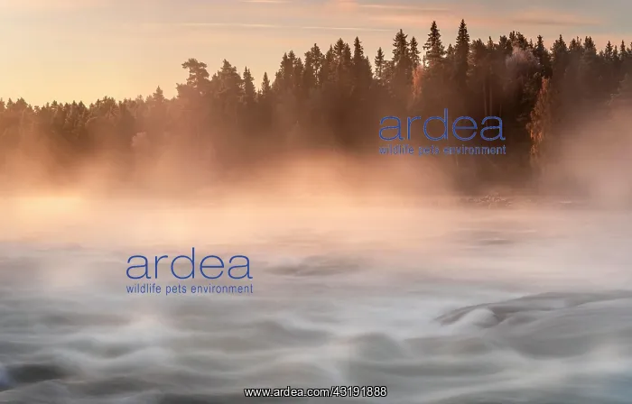 : Autumn atmosphere with fog on the river in the evening : Autumn atmosphere with fog on the river in the evening