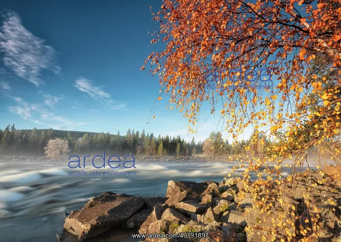 : Autumn atmosphere with fog on the river in the evening : Autumn atmosphere with fog on the river in the evening
