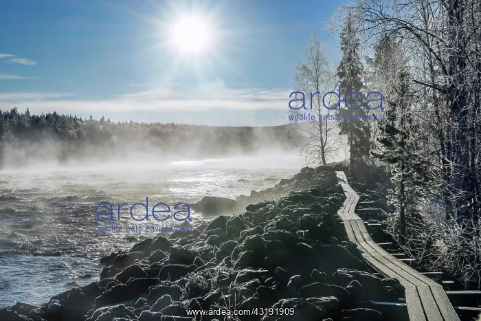 : Autumn atmosphere with fog on the river in the evening : Autumn atmosphere with fog on the river in the evening
