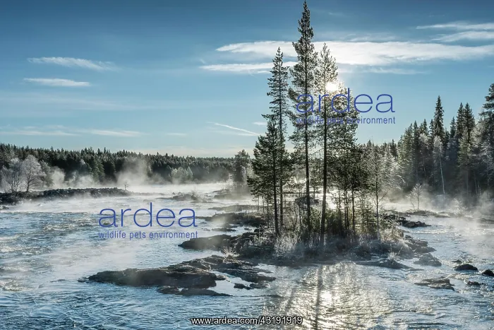 : Autumn atmosphere with fog on the river in the evening : Autumn atmosphere with fog on the river in the evening