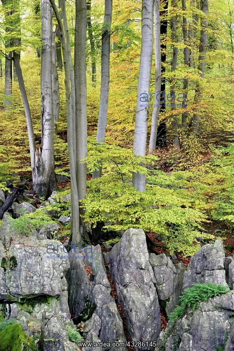 : Autumn atmosphere in the rugged rocky landscape : Autumn atmosphere in the rugged rocky landscape