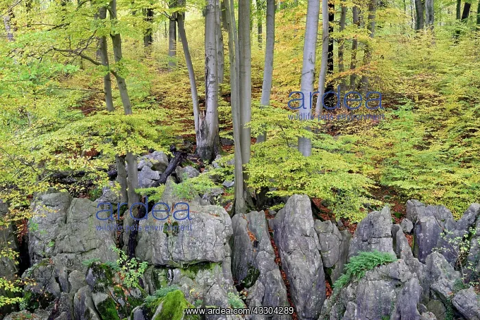  : Autumn atmosphere in the rugged rocky landscape