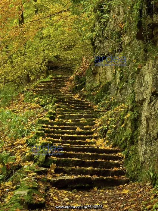 : Autumn atmosphere, stairs, Urach waterfall, Swabian : Autumn atmosphere, stairs, Urach waterfall, Swabian