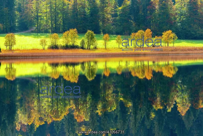 : Autumn atmosphere at the Weitsee, Reit im Winkl : Autumn atmosphere at the Weitsee, Reit im Winkl
