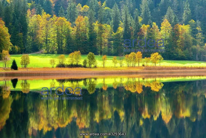 : Autumn atmosphere at the Weitsee, Reit im Winkl : Autumn atmosphere at the Weitsee, Reit im Winkl