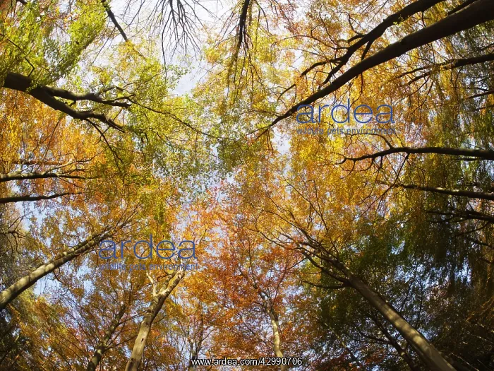 : Autumn Beech Forest - fisheye view Fagus Sylvatica : Autumn Beech Forest - fisheye view Fagus Sylvatica