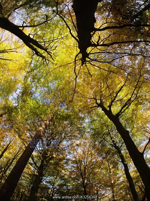 : Autumn Beech Forest - fisheye view Fagus Sylvatica : Autumn Beech Forest - fisheye view Fagus Sylvatica