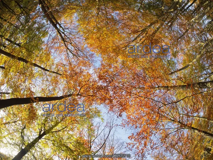 : Autumn Beech Forest - fisheye view Fagus Sylvatica : Autumn Beech Forest - fisheye view Fagus Sylvatica