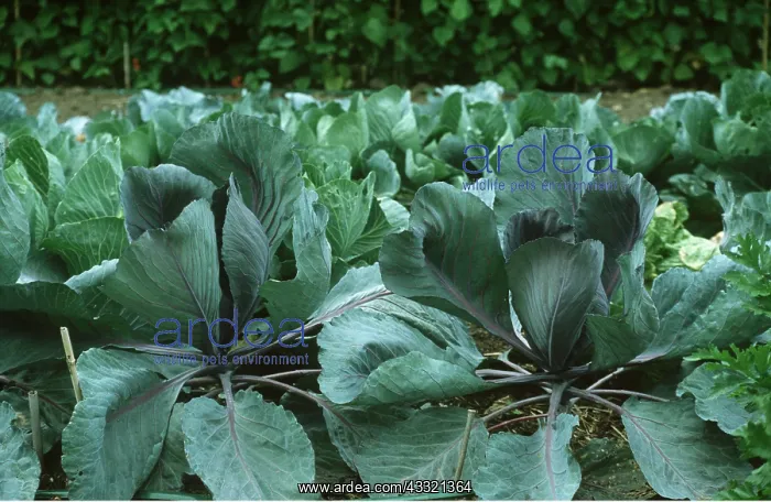: AUTUMN CABBAGE : AUTUMN CABBAGE