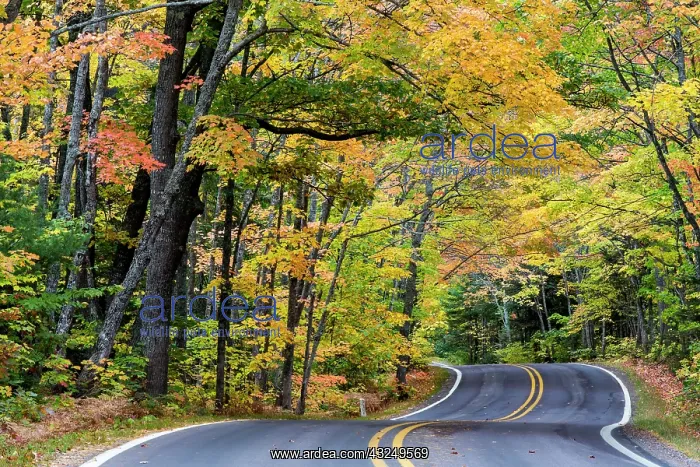 : Autumn canopy of color along Highway 41 : Autumn canopy of color along Highway 41