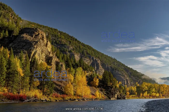 : Autumn color along the Flathead River at Bad Rock Canyon in : Autumn color along the Flathead River at Bad Rock Canyon in