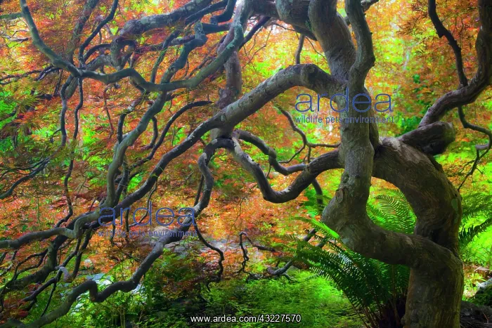 : Autumn color Maple trees, Victoria, British : Autumn color Maple trees, Victoria, British