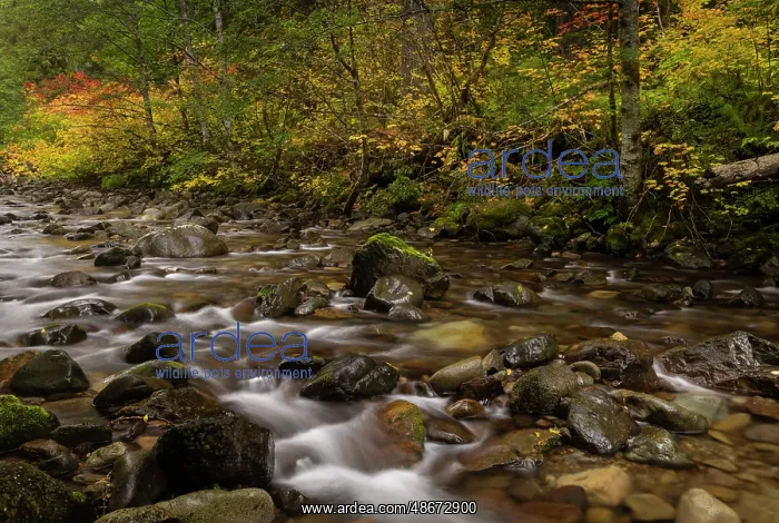 : Autumn color along Skate Creek in the Gifford Pinchot : Autumn color along Skate Creek in the Gifford Pinchot