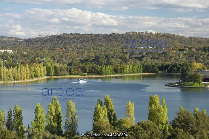 : Autumn Color, Tourist Boat, and Lake Burley : Autumn Color, Tourist Boat, and Lake Burley