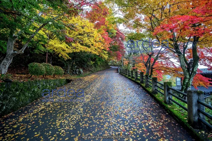 : Autumn-colored trees and autumn leaves on the street : Autumn-colored trees and autumn leaves on the street